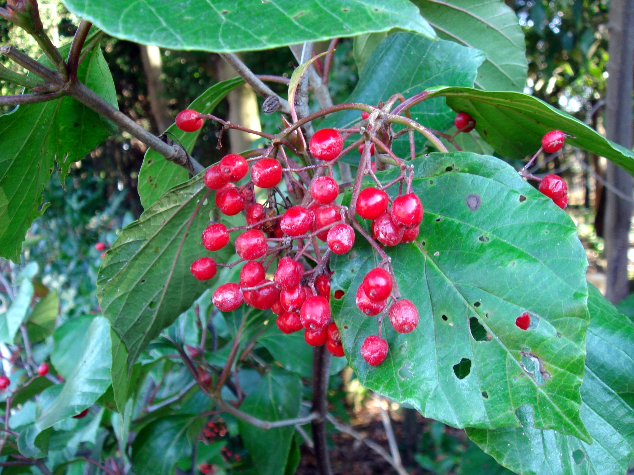 Viburnum japonicum (Thunberg) Sprengel